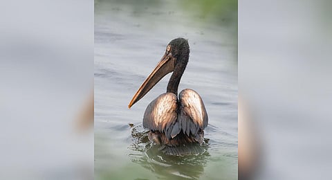The pelican covered in oil was sighted at the Nanjarayan tank bird sanctuary, 400 km from Ennore | Express