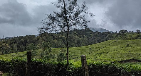 The hills of Vagamon. (Photo | Express)