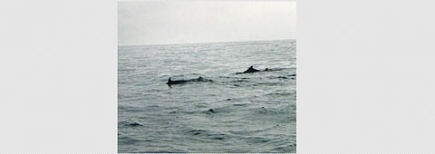 Dolphin census to kick off from Jan 20