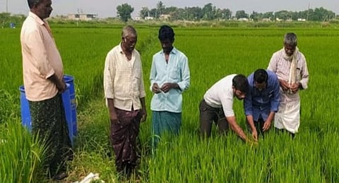 Grocer-turned-farmer reaps gold with organic farming