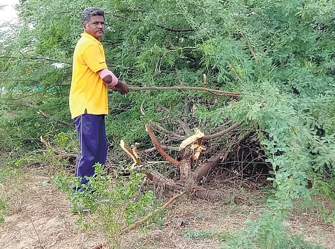Subash Srinivasan, a sub-inspector from Ramanathapuram is involved in taking out nails from trees and has single-handedly cleared out over two acres of ‘Seemai Karuvelam’ | Express