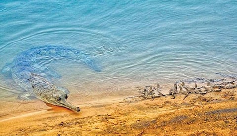 A female gharial keeps a watch on its babies | Express