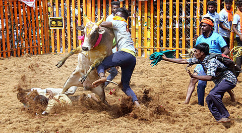 Bull tamers try to tame a bull during Jallikattu at Palamedu near Madurai. (Photo | K K Sundar, EPS)