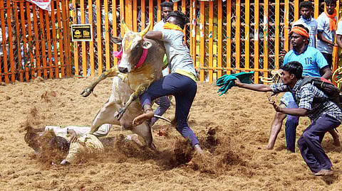 Bull tamers try to tame a bull during Jallikattu at Palamedu near Madurai.