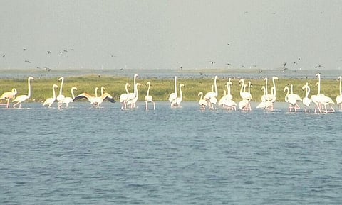 A flock of migratory birds spotted in Bhitarkanika National Park | express
