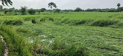 The paddy field inundated near Semangalam in Sembanarkoil block | EXPRESS