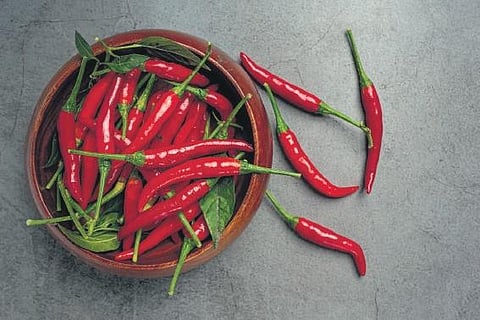 Unveiling the culinary magic of chillies