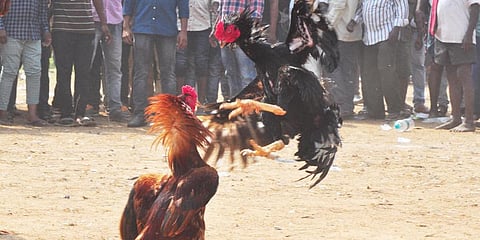 Image of a cockfight used for representational purpose only (Photo | G Satyanarayana, EPS)
