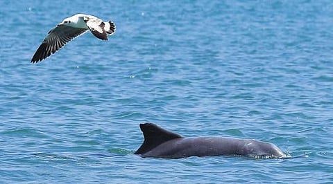 Veterinary pathology assistant surgeon R Anupraj said samples of the internal organs of the dolphin have been sent to the forensic lab at Kakkanad for toxicology test.