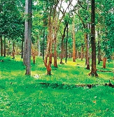 The issue arose after the rollout of the Dharani portal — the integrated land revenue records management system that was supposed to be a one-stop solution for land-related issues.