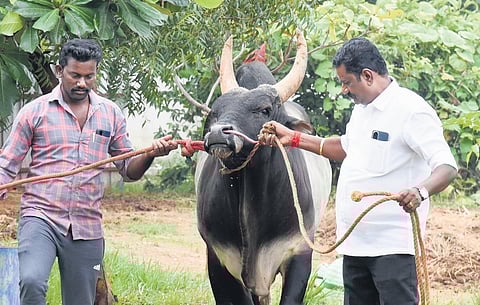 Karuppaiah and his brother Ganesh participate in at least 70 to 80 jallikattu events every year.