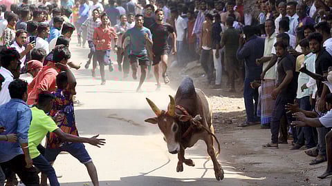 Manju virattu being held at Kilarasampattu village in Vellore district in Tamil Nadu.