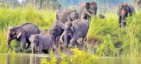 NGT notice to Assam for appropriating forest land