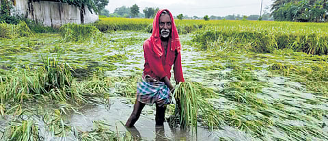 Paddy fields were inundated and crops in harvest stage were destroyed on January 7 and 8.