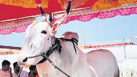 A bull of the Khilari breed at the annual cattle fair in Vijayapura.