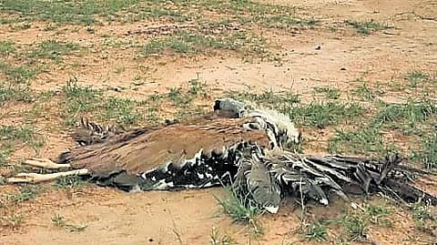 File photo of a dead Great Indian Bustard after colliding with a power transmission line.