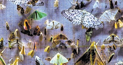 ‘Nocturnes is as much about sound as it is about images’