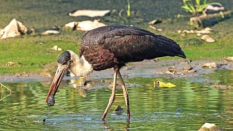 Asian woolly-necked stork.