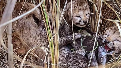 East African cheetahs are different from South African cheetahs that were brought to India from South Africa and Namibia.