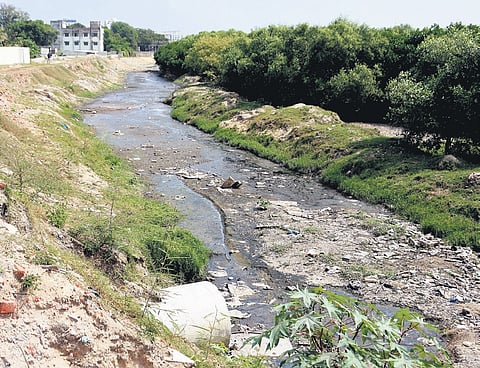 A cattle farm in RA Puram has allegedly been discharging waste directly into Adyar river.