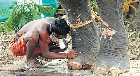 Mahouts change more frequently than before, making it a struggle to form a bond with the beast.