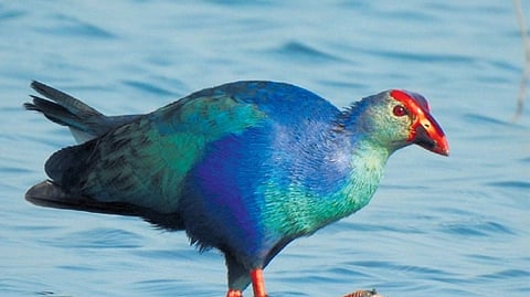 Across the past six years, 175 species of birds have been spotted across these wetlands.