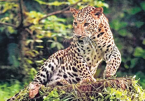Leopard scare grips Indore campus of Infosys, TCS
