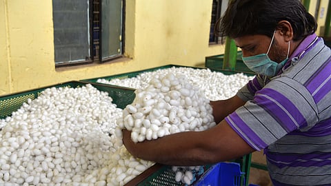 Farmers said that labour costs, mulberry plantation costs and transportation costs have gone up.