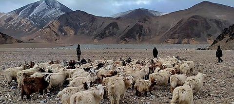 The shepherds had been traditionally grazing their animals in the area before the 2020 Galwan clash (Photo | Twitter)