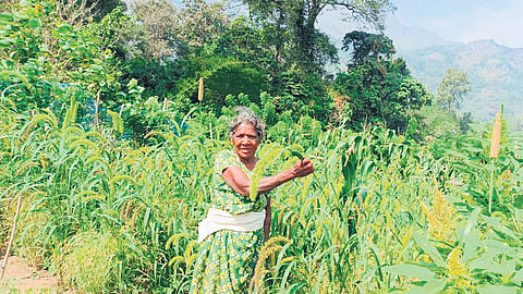 Around 1,220 farmers are cultivating millets in three panchayats of Attappadi.