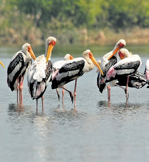 Changing weather patterns influence behaviour of Uttarakhand migratory birds