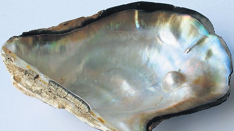 Pearls have been of great value since ages, in adorning oneself and to embellish several anecdotes.