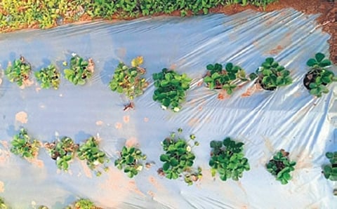 Strawberry cultivated by tribals of Mudulipada village.