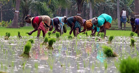 Farm women planting rice saplings in Vellore, Tamil Nadu.