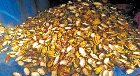 Cocoa beans.