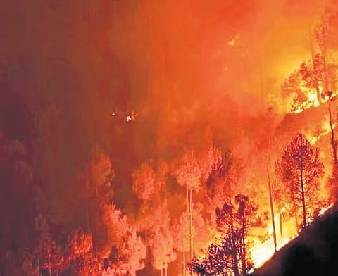 No-snow results in high number of forest fires in Uttarakhand