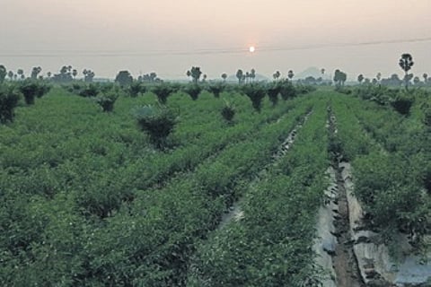 Sources said that two more units will be set up at Kallurigudem village in Vemsoor mandal and Konijerla mandal.