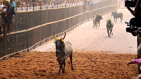 In his petition, S Karuppachami stated that he had allowed the authorities to temporarily use his land, containing a coconut grove, for the bulls to exit during the recent jallikattu event