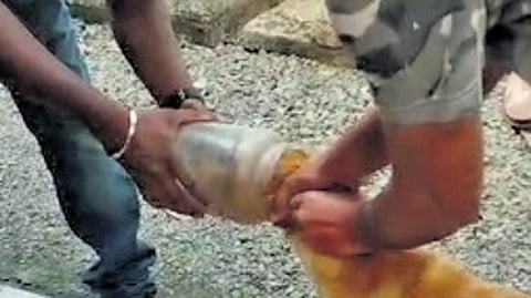 A plastic container being removed from the head of a dog that was wandering on the streets of Irumpanam for three days.