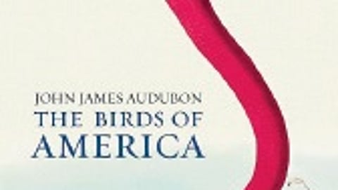 When colourful birds become baby elephants