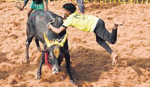 A tamer in action at Suriyur near Tiruchy on Tuesday.