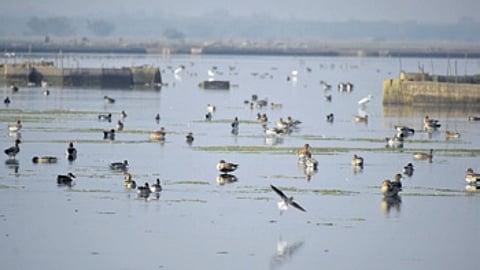 Migratory birds flocking Berhampur forest.