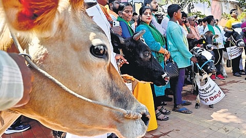 With cows and placards, BJP leaders and workers stand in protest against the state government’s alleged mismanagement of KMF and cheating of farmers, at Freedom Park in Bengaluru on Tuesday.