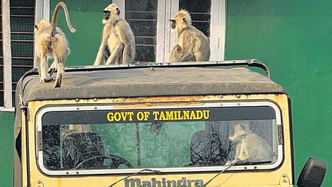 Monkey image used for representational purposes only.