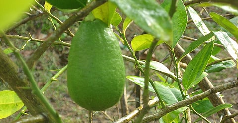 ‘Kaji Nemu’ declared as State Fruit, Assam government says will benefit farmers