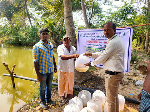 Krishi Vigyan Kendra experts distributing Amur carp fingerlings to farmers in Nagapattinam district.
