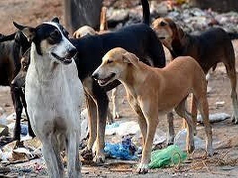 Odisha would strictly adhere to the SC’s ruling and take steps as per the Animal Birth Control (ABC) Rules, 2023.