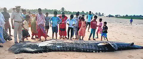 Palasa-Kasibugga FRO A Murali Krishna Naidu inspecting the carcass of the whale shark that washed ashore near Donkuru village in Srikakulam district.