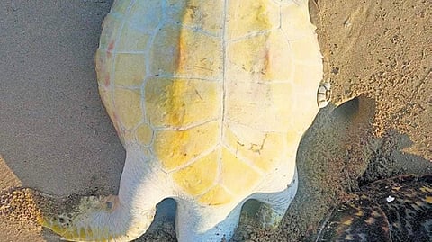 The carcass of the turtle.