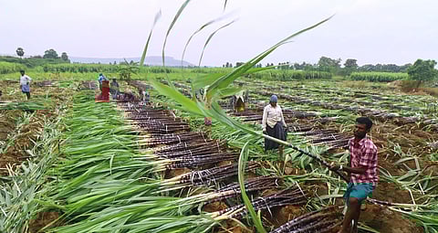 Sugarcane farmers.